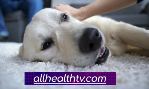 Coronavirus Update | Protecting Your Pets