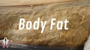 All About Fat – Why You’re so Good at Gaining Weight