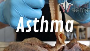 What Is Asthma, and How Is it Treated? | A Deep Look Into Respiratory Disease