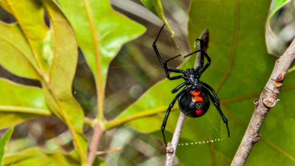 Are black widow spiders bites deadly?