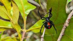 Are black widow spiders bites deadly?