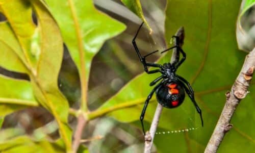 Are black widow spiders bites deadly?