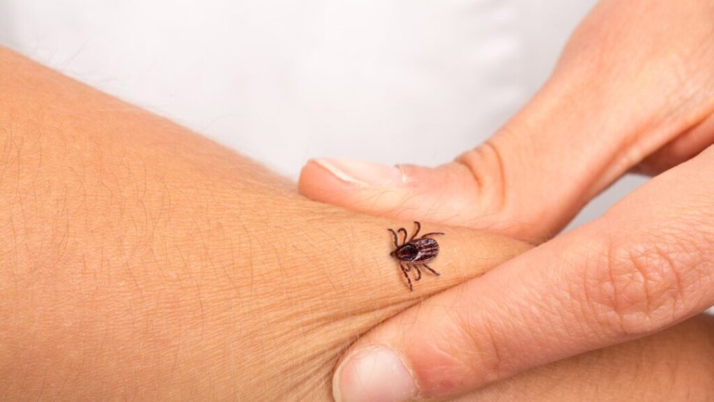 Can a tick bite give me a meat allergy?