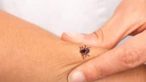 Can a tick bite give me a meat allergy?