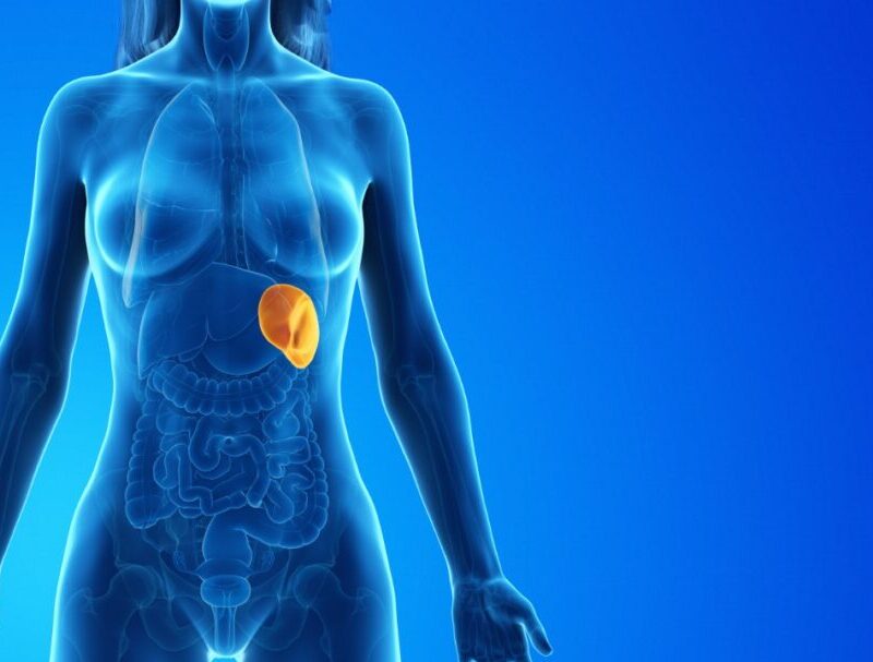 Is it true that the spleen has no specific function?