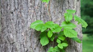 Is poison ivy dangerous?