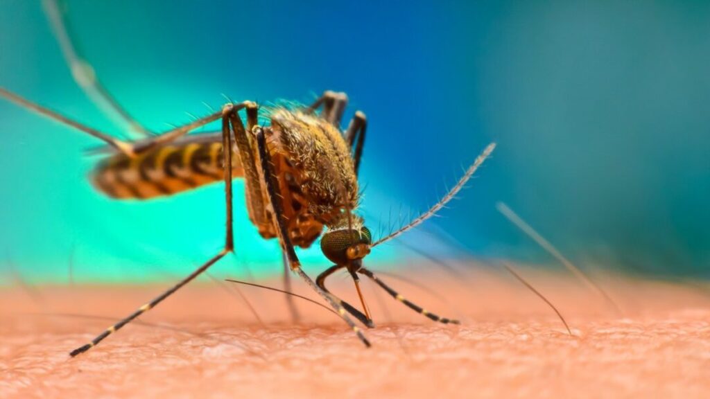 What diseases can mosquitos spread?