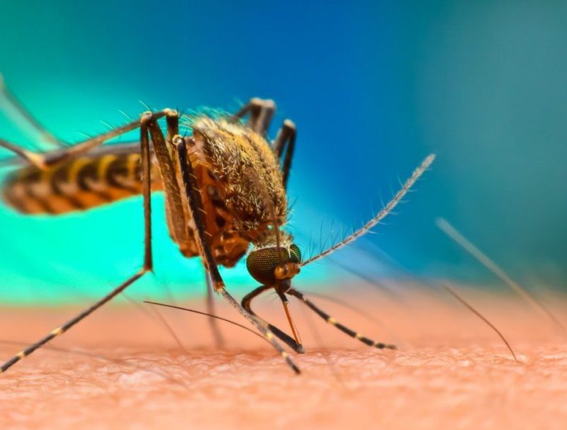 What diseases can mosquitos spread?