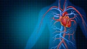 What is the difference between arteries and veins?