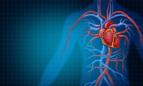 What is the difference between arteries and veins?
