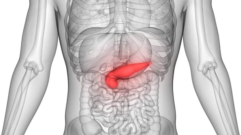 What is the function of the pancreas?