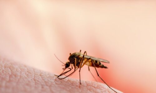 Is it true that mosquitoes are the most deadly animals?