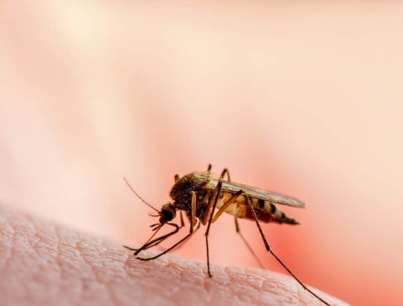 Is it true that mosquitoes are the most deadly animals?