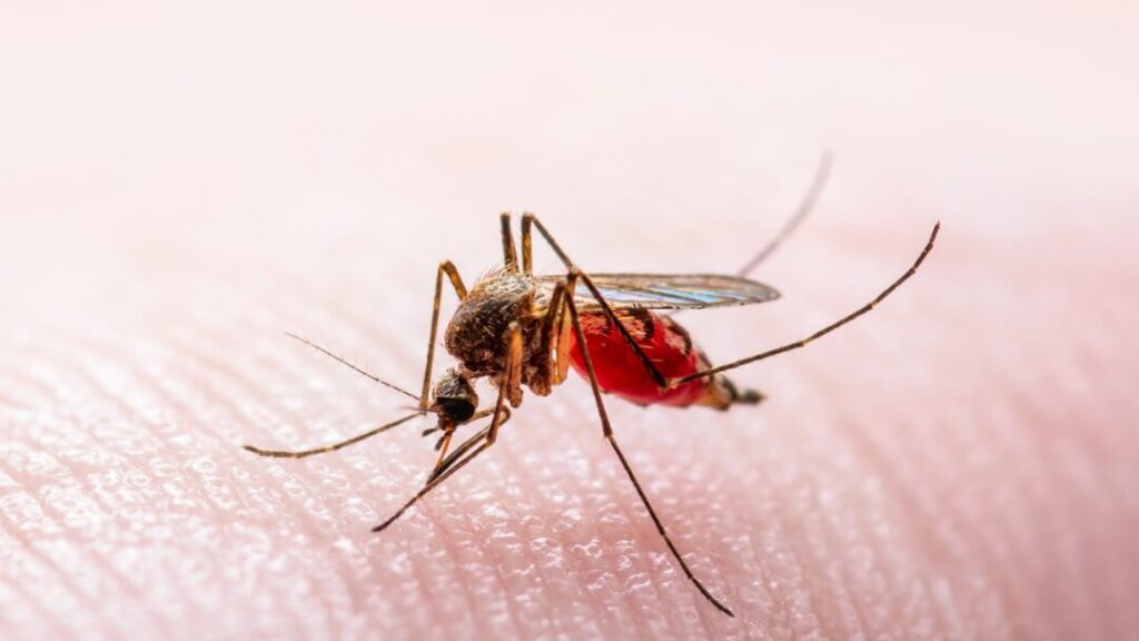 How can West Nile Disease be avoided?