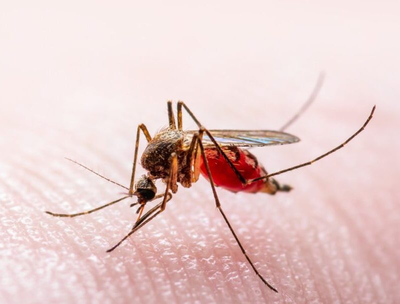 How can West Nile Disease be avoided?
