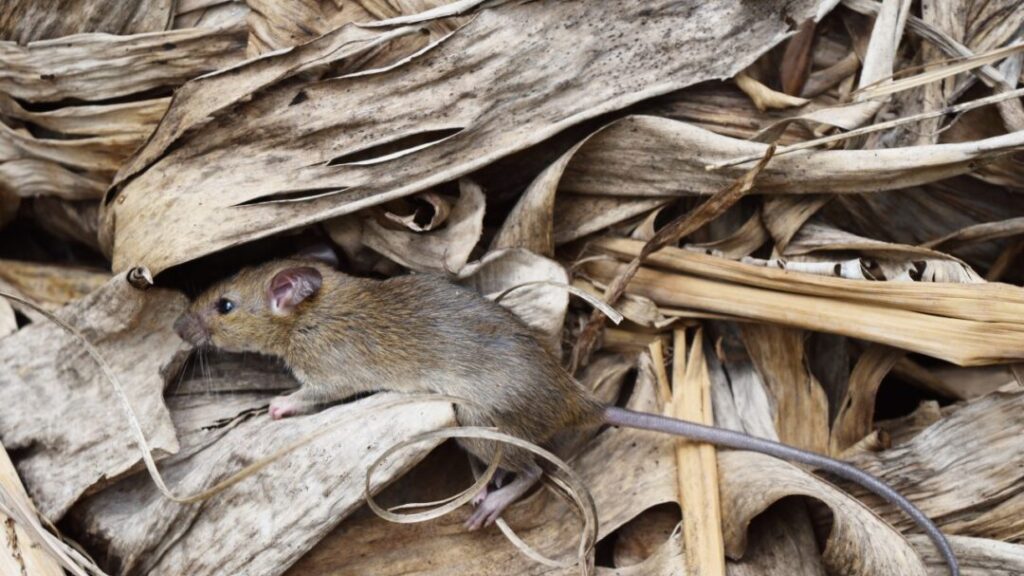 What is Hantavirus and who is at risk?