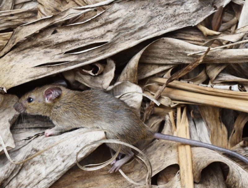 What is Hantavirus and who is at risk?