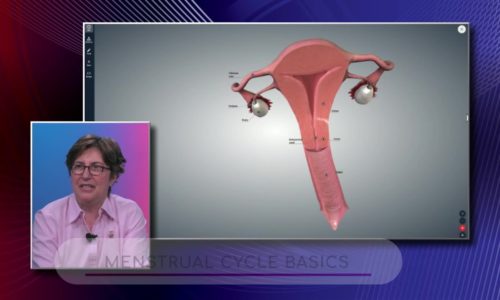 Menstrual Cycle Basics