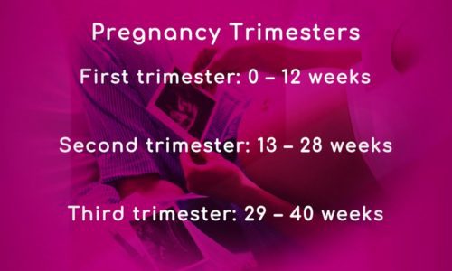 Pregnancy: Trimesters