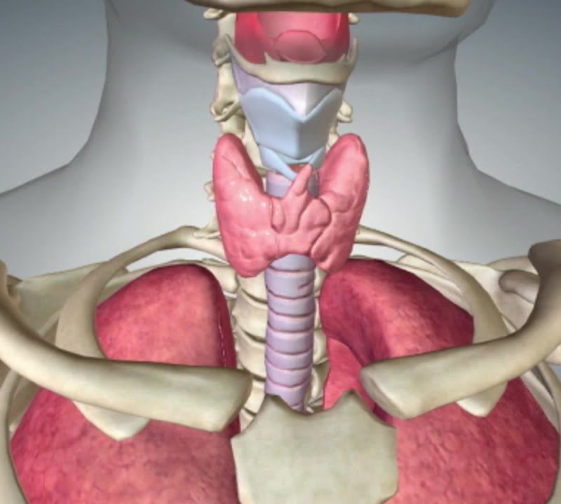 Function of the Thyroid