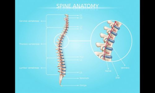 Anatomy of Spinal Fractures