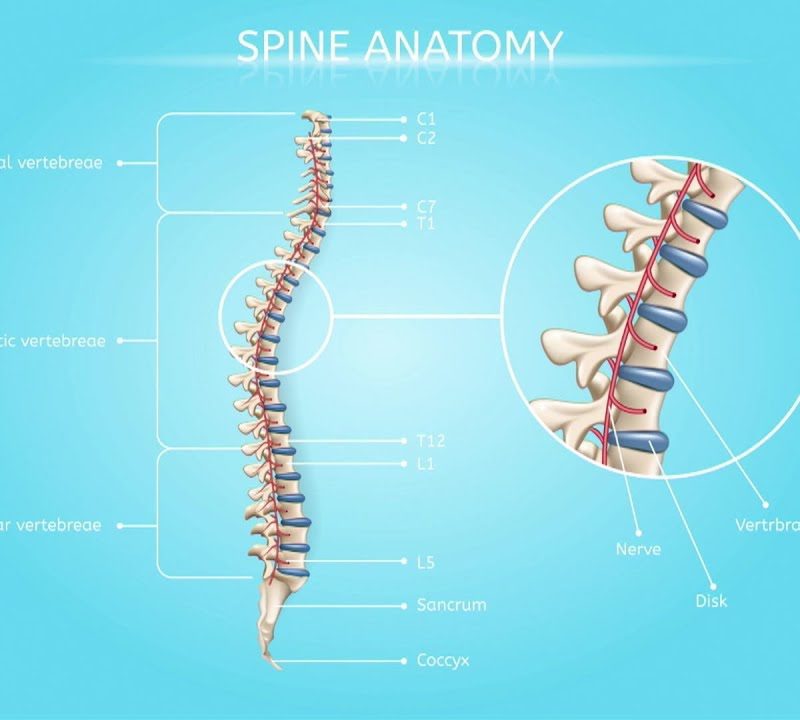 Anatomy of Spinal Fractures