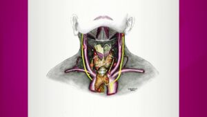 Thyroid Gland: Function  & Location