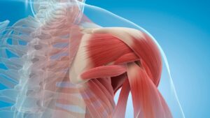 Growing Back Damaged Muscles