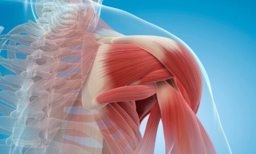 Growing Back Damaged Muscles