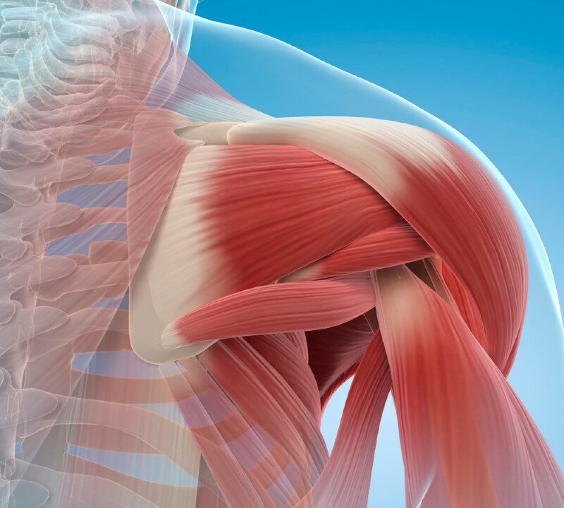 Growing Back Damaged Muscles