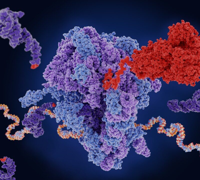 mRNA Research Leads to Potential Cancer Breakthroughs
