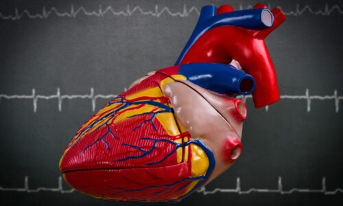 3D Heart Model Helps with Life-Saving Surgery