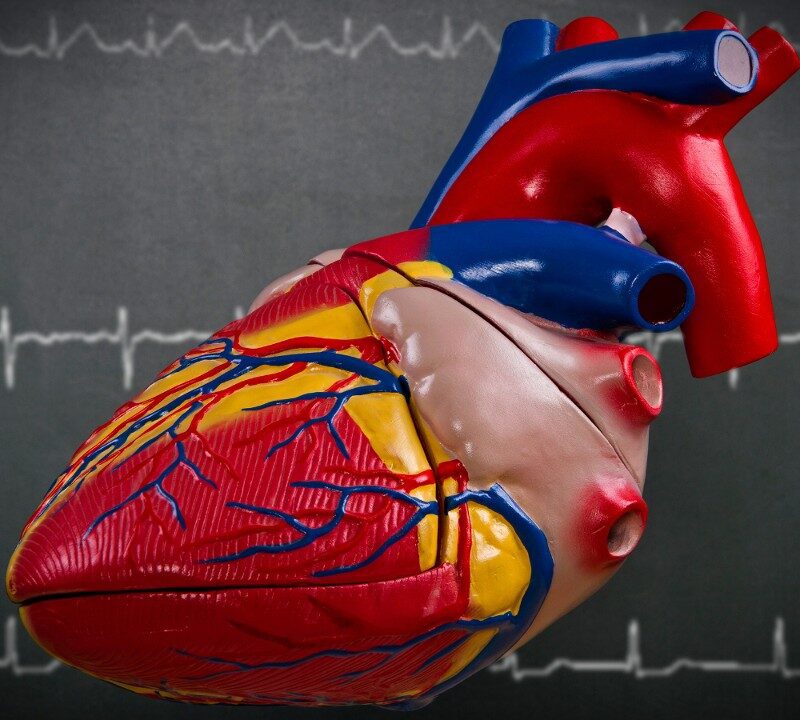 3D Heart Model Helps with Life-Saving Surgery