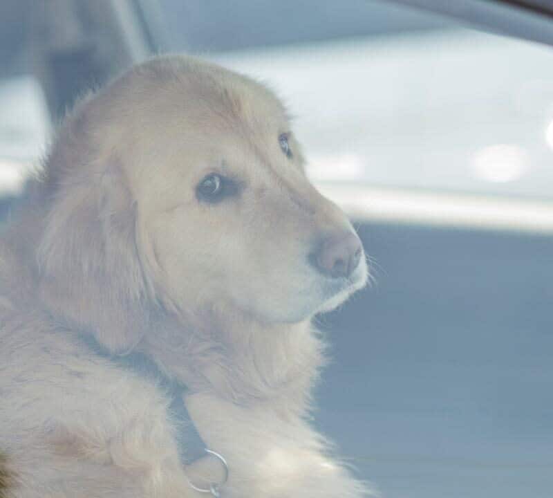 Preventing Hot Car Deaths