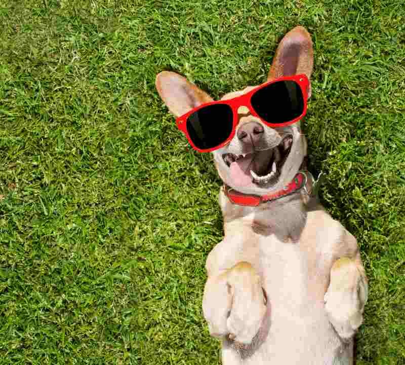 How Dogs Help with Mental Health