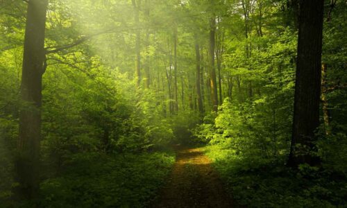 How Nature Can Keep You Mentally & Physically Healthy