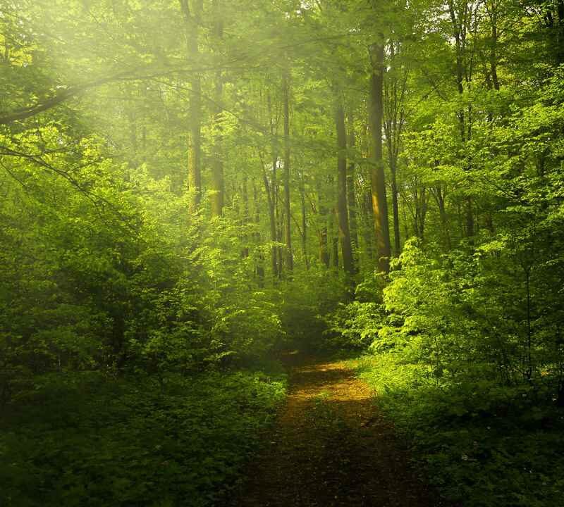 How Nature Can Keep You Mentally & Physically Healthy