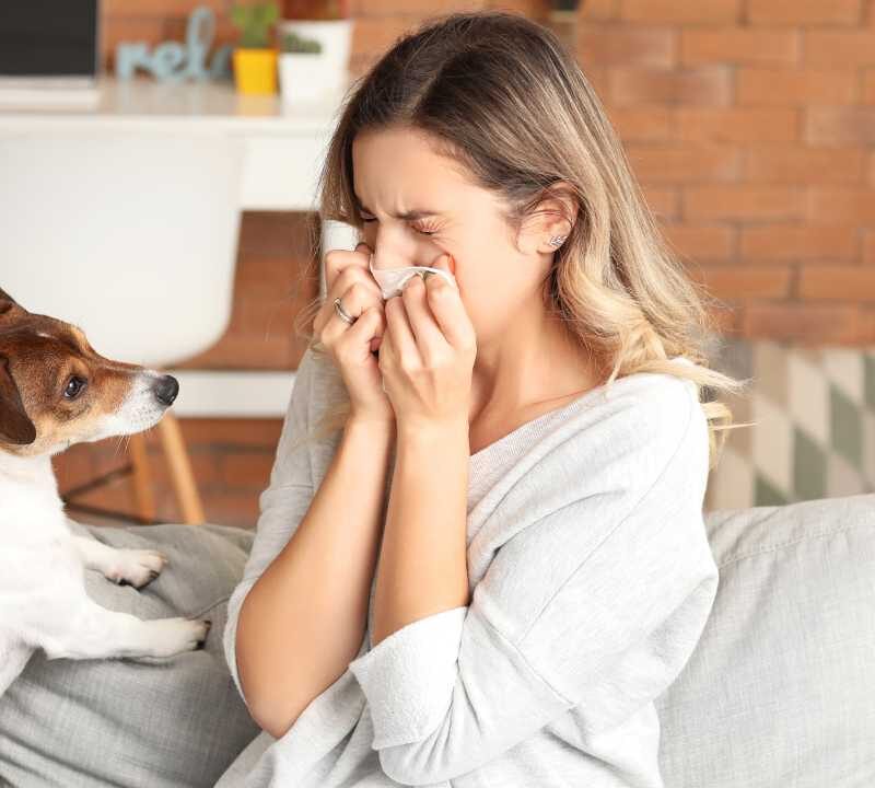 How To Deal With Pet Allergies?