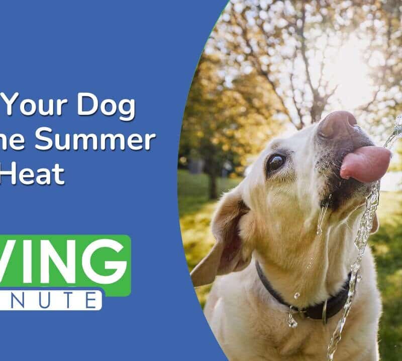 Essential Tips for Keeping Your Dog Cool This Summer