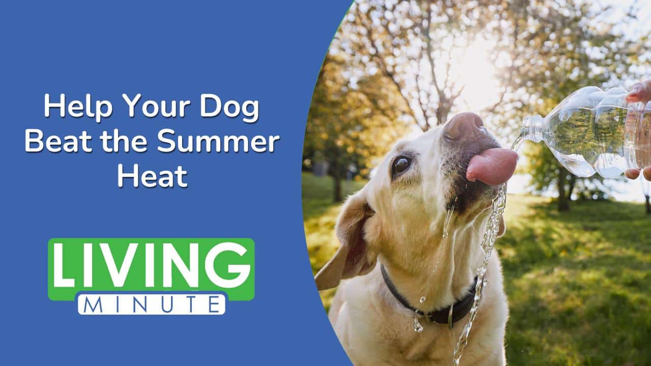 Essential Tips for Keeping Your Dog Cool This Summer