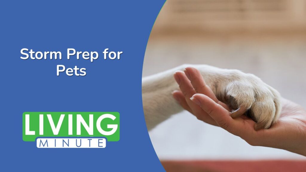 Pet Preparedness Essential Hurricane Checklist Living Minute