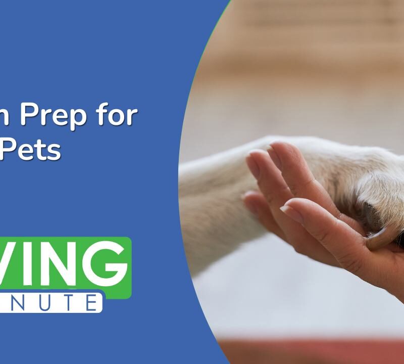 Pet Preparedness: Essential Hurricane Checklist