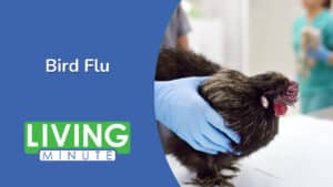 Understanding Bird Flu: Causes, Risks, and Prevention