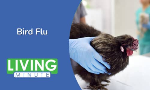 Understanding Bird Flu: Causes, Risks, and Prevention