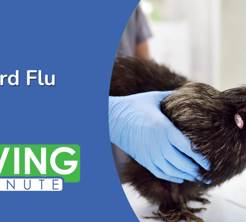 Understanding Bird Flu: Causes, Risks, and Prevention