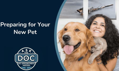 Welcoming a New Pet: Do’s, Don’ts, and Essential Tips