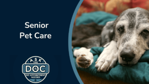 Senior Pet Health: Common Issues & How to Help