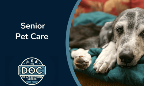 Senior Pet Health: Common Issues & How to Help