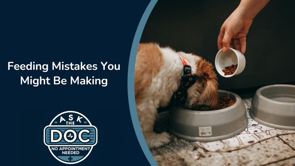 Pet Parenting 101: Feeding, Behaviors, and Vet Visits Explained