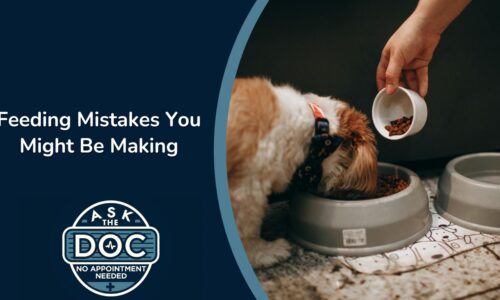 Pet Parenting 101: Feeding, Behaviors, and Vet Visits Explained